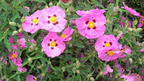 Cistus Incanus bevat veel polyfenol