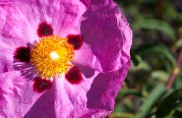 cistus incanus