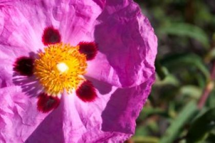 cistus incanus