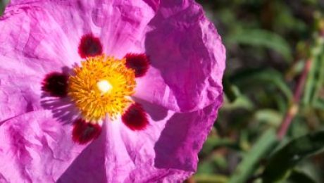 cistus incanus