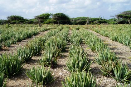 Aloe vera in het veld in mexico