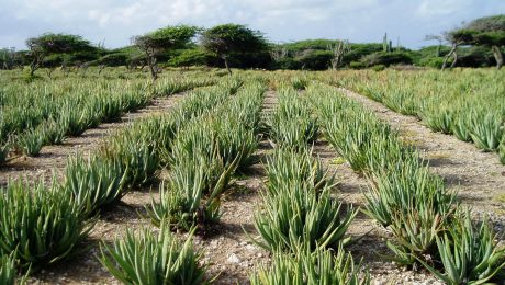 Aloe vera in het veld in mexico