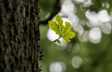 Eikenboom processierups klachten behandelen