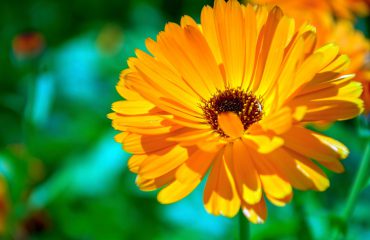 Calendula de kracht van moeder natuur