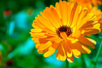 Calendula de kracht van moeder natuur